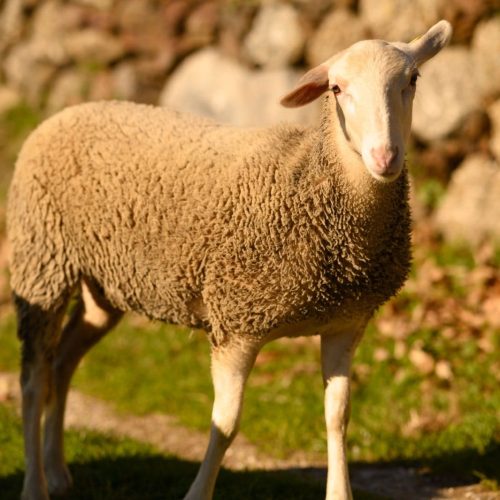 Lulu en balade sur les chemins