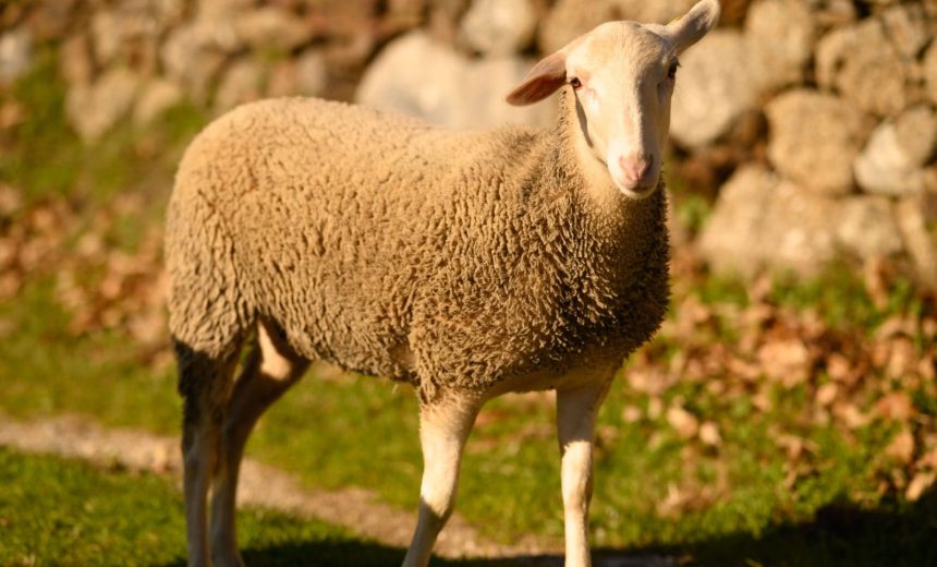 Lulu en balade sur les chemins